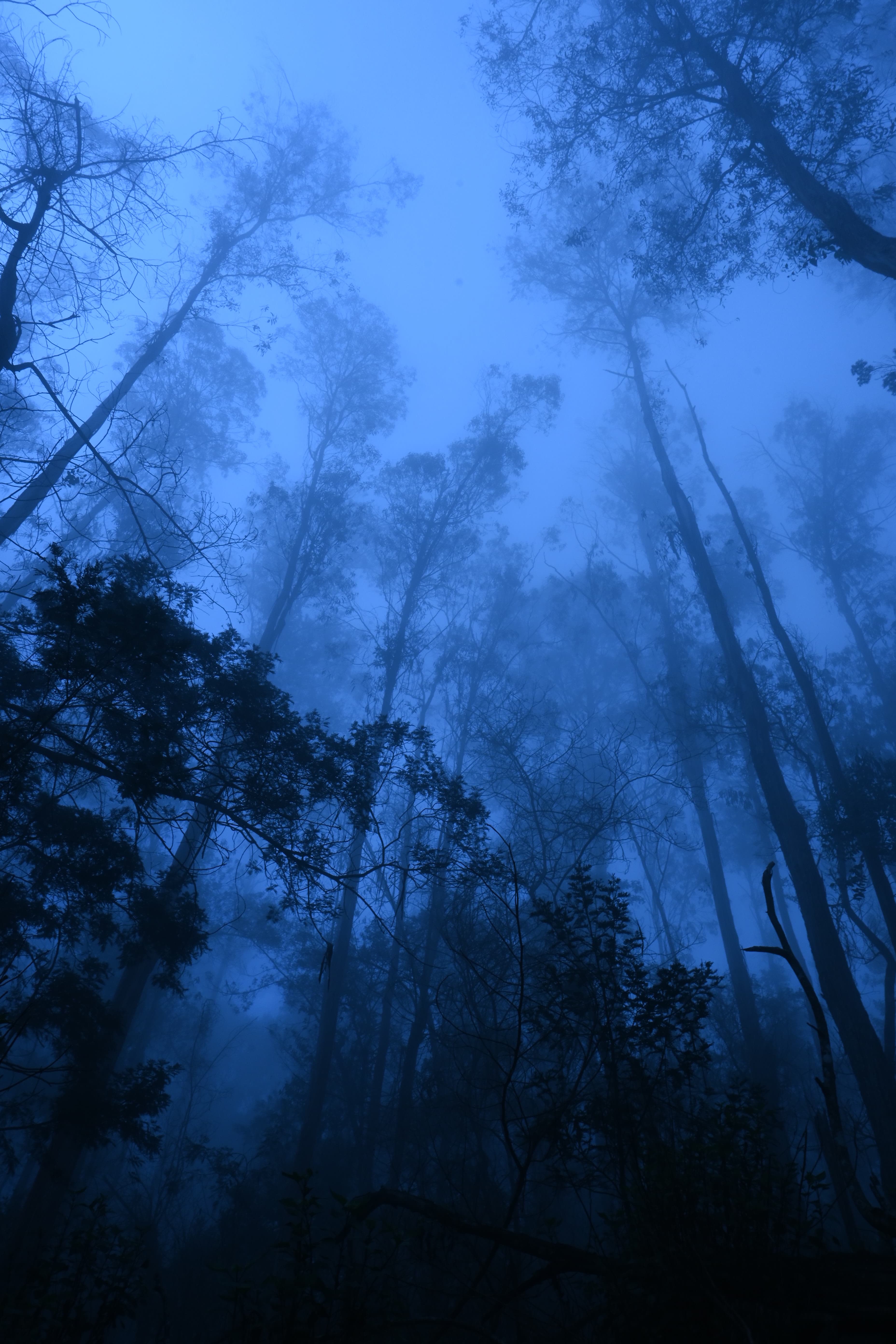 Misty forest landscape
