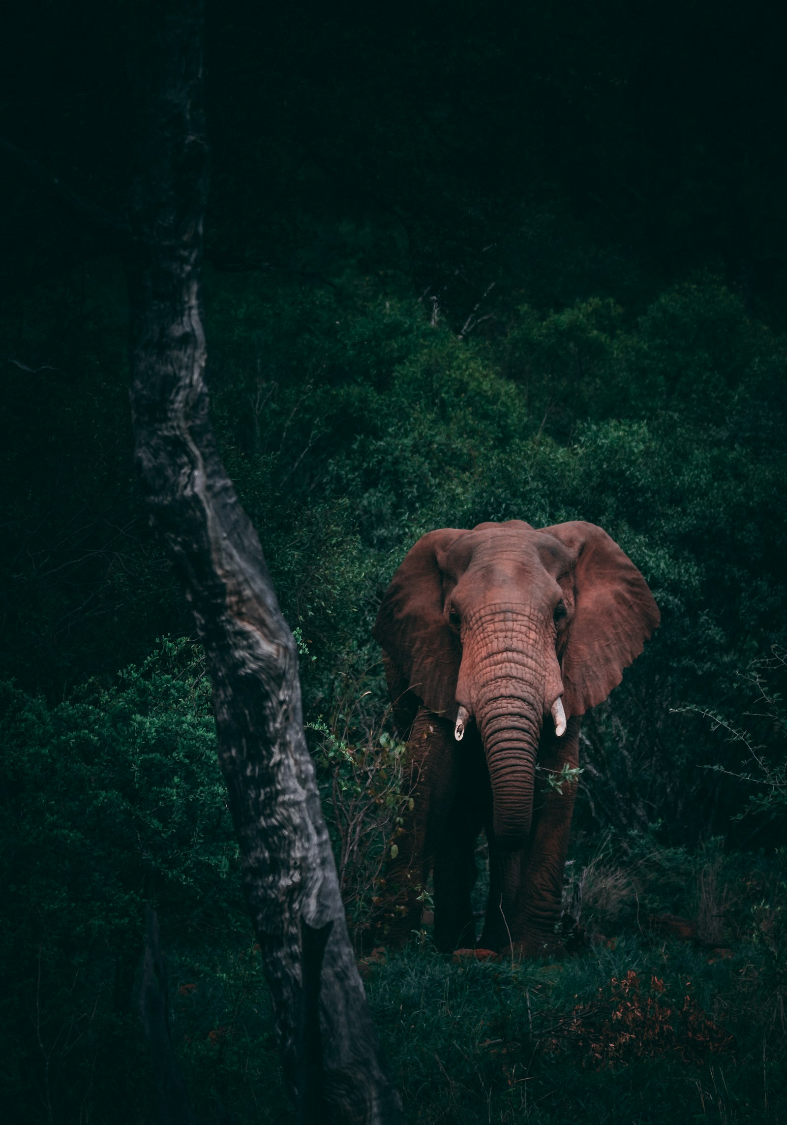 Asian Elephant
